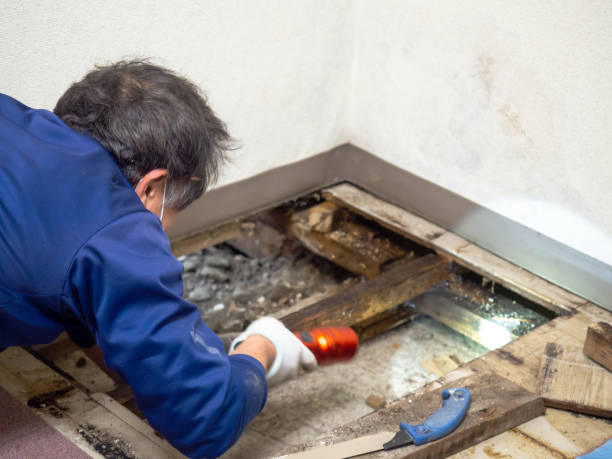 Best Office Mold Removal Services  in West Lake Hills, TX