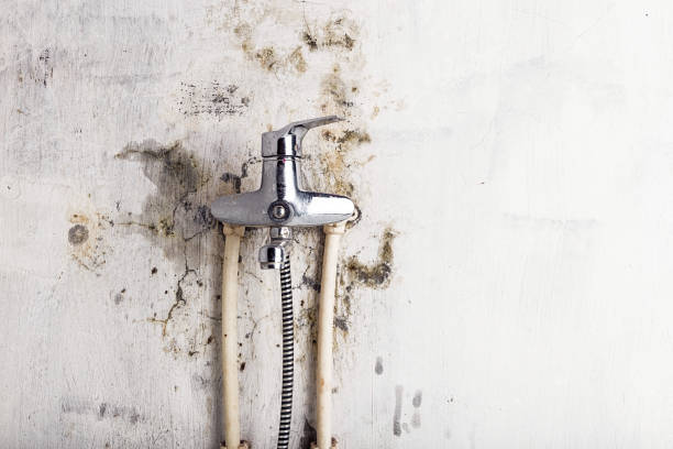 Best Mold Removal Near Me  in West Lake Hills, TX