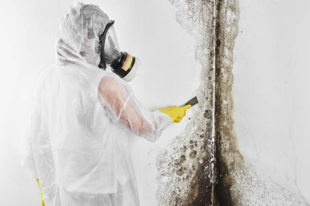 Mold Removal Process in West Lake Hills, TX