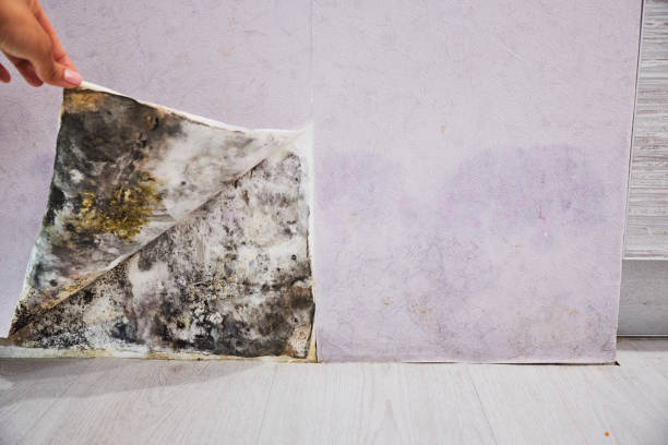 Best Professional Mold Removal  in West Lake Hills, TX